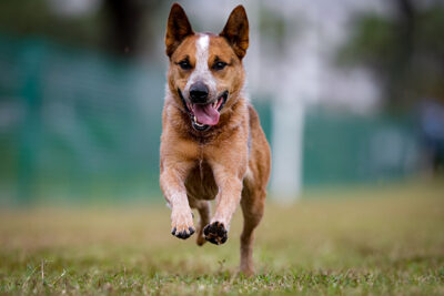 Australian Stump-Tail Cattle Dog running in the 2023 FastCAT Invitational.