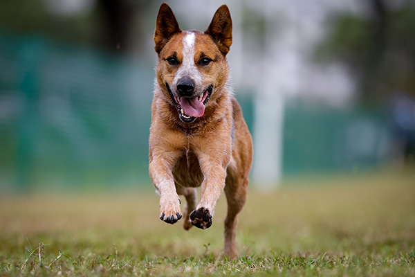 Australian Stump-Tail Cattle Dog running in the 2023 FastCAT Invitational.