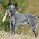 Coat Color & Patterns in Australian Cattle Dogs – Australian Cattle Dog  Club of America