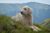Romanian Mioritic Shepherd Dog laying in the grass in a mountainous landscape.