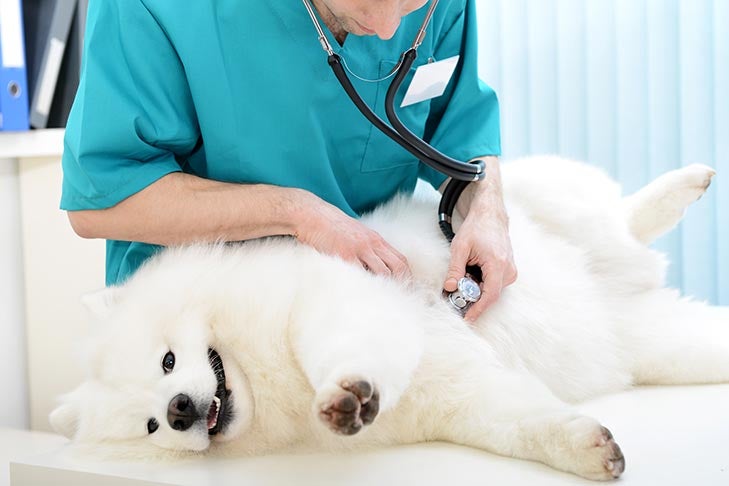 Pregnant Samoyed lying on its side on an exam table with a vet listening to her stomach with a stethoscope.
