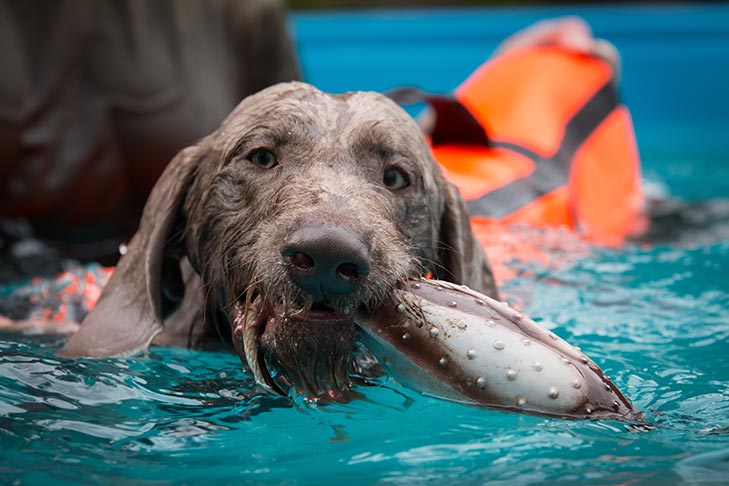 Slovakian Wirehaired Pointer swimming in a pool holding a dummy.