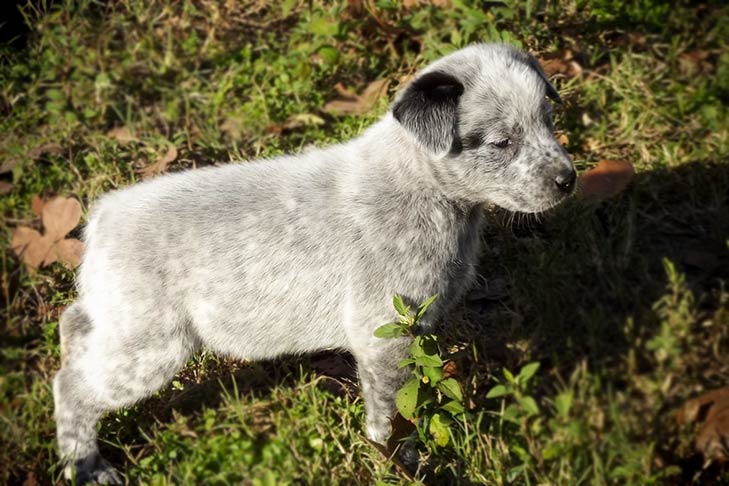 stemning Mangler Oversætte Australian Stumpy Tail Cattle Dog (Australian Stumpy Tail Cattle Dogs)  Puppies For Sale - AKC PuppyFinder