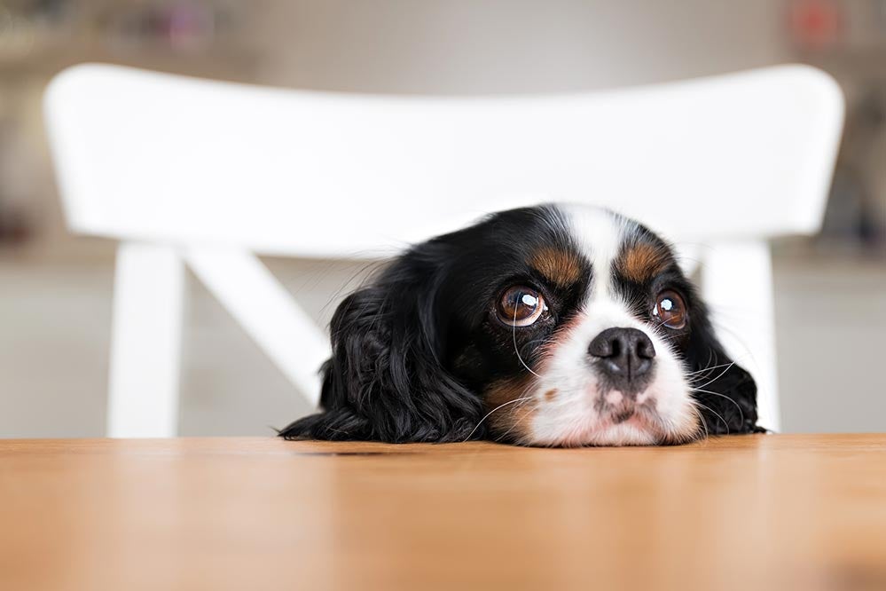 Cavalier King Charles Spaniel resting its head on the kitchen table begging.
