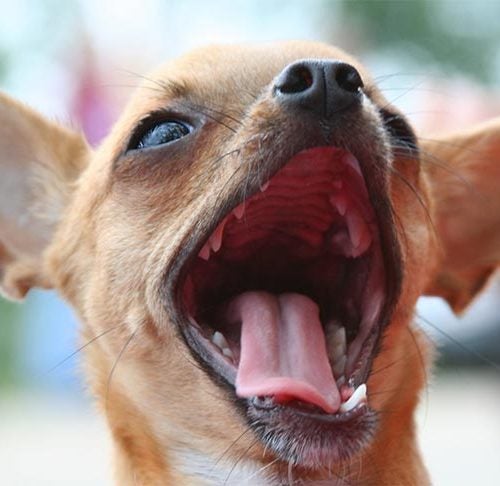 Kennel Cough In Dogs: What To Know About This Contagious Condition