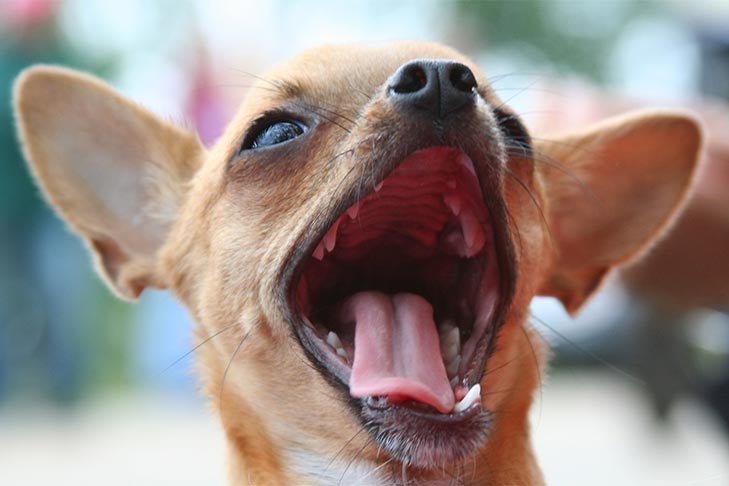 Chihuahua with mouth wide open, ears spread.