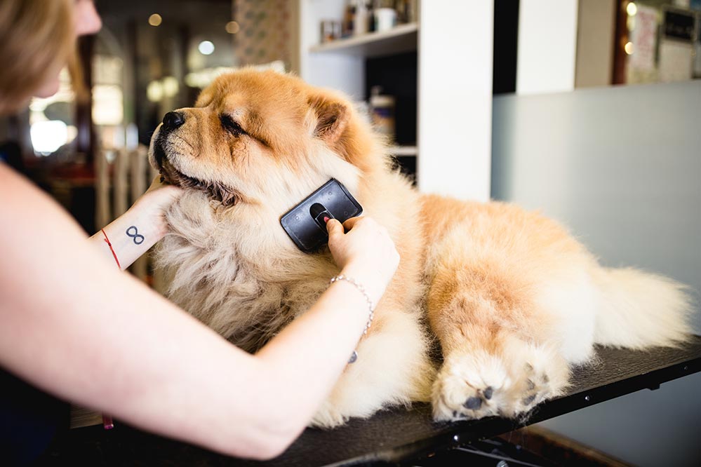 https://www.akc.org/wp-content/uploads/2018/07/chow-chow-groomed-and-brushed-lg.jpg