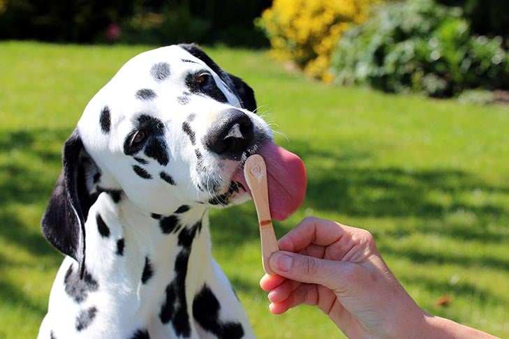Dalmatian licking a treat off a stick.