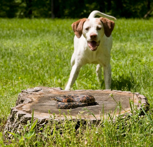A Dog Owner's Guide to the Animal Predators — American Kennel Club