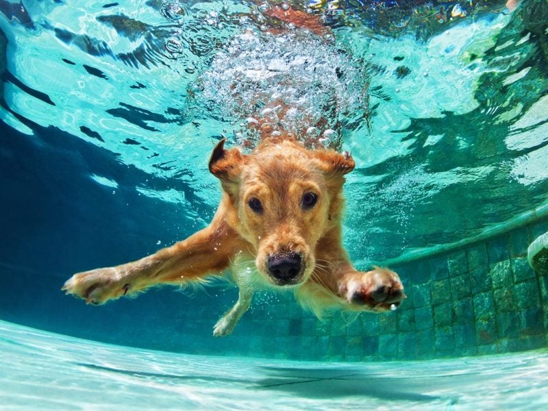 Is Swimming Good For My Dog?  