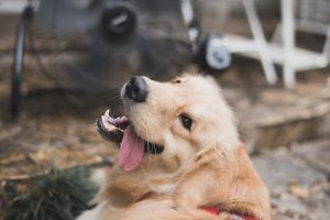 Golden Retriever looking behind itself smiling with its tongue hanging out.