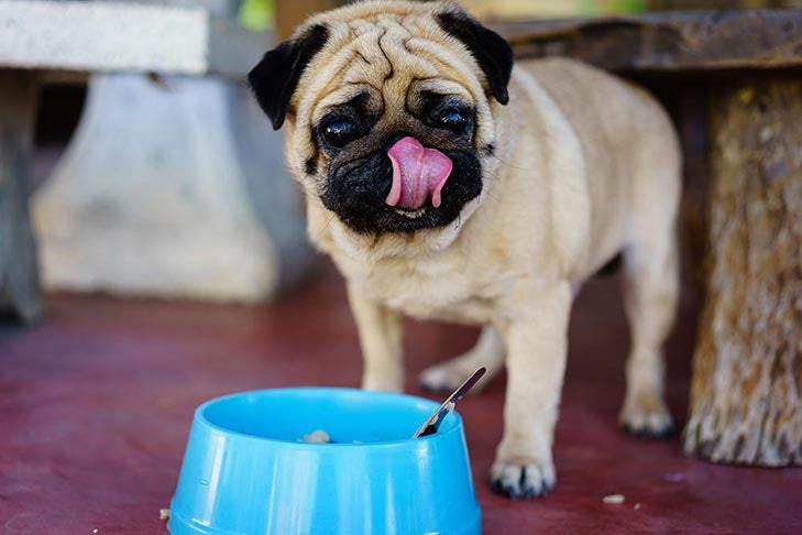 Pug licking lips food bowl