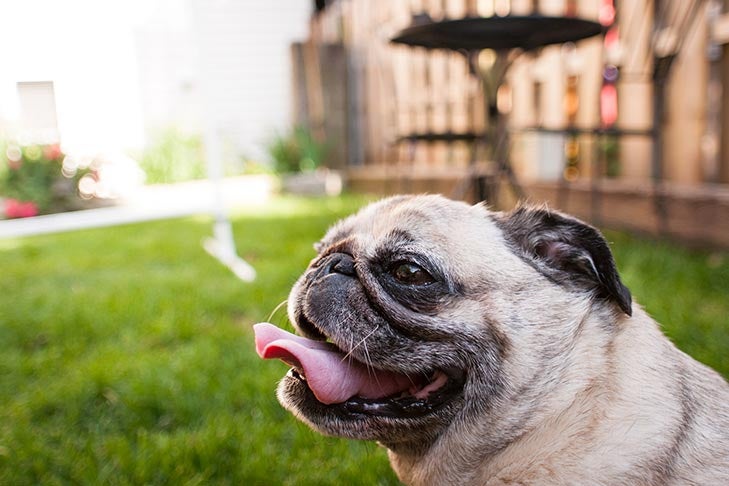 what does it mean if your dog keeps sticking his tongue out