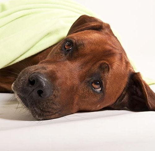 How To Transport A Dog To The Hospital: 5 Mistakes Pet Owners Make