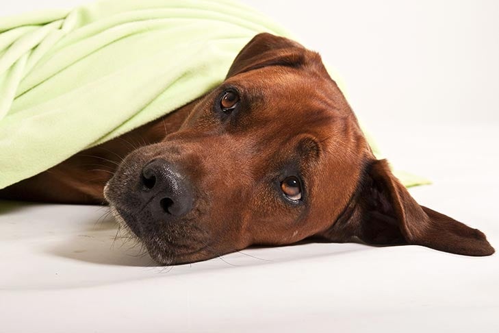 How to Transport a Dog to the Hospital: 5 Mistakes Pet Owners Make