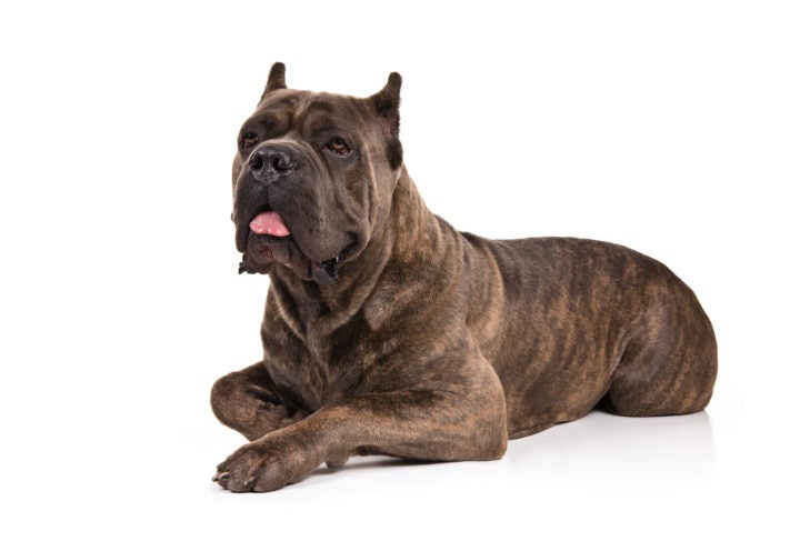 How to Pronounce Difficult Dog Breed Names - American Kennel Club
