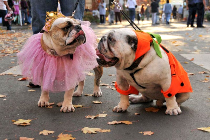 Two bulldogs in Halloween costumes