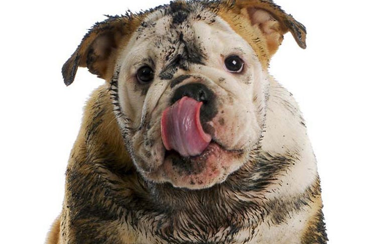 Why Dogs Get Smelly (And How To Get Rid Of It) Toe Beans | vlr.eng.br