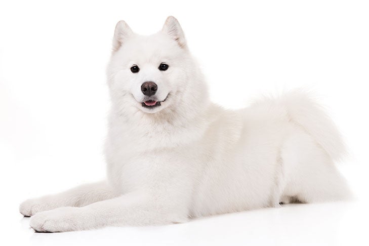what is a white fluffy dog called