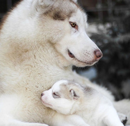 om Skyldfølelse kasseapparat How Game of Thrones has Impacted — And Hurt — Siberian Huskies