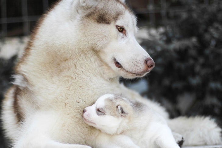 Siberian Husky mother with puppy laying outdoors.