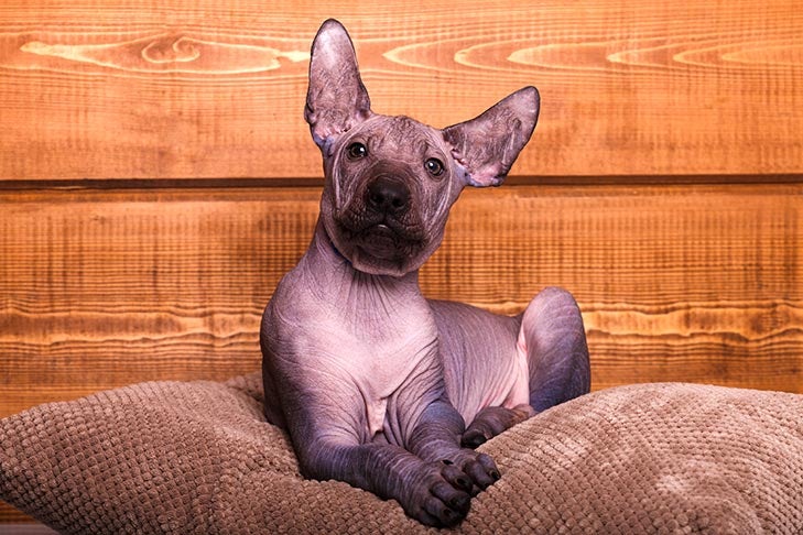 Xoloitzcuintlis: 10 Fun Facts About These Ancient Mexican Hairless Dogs