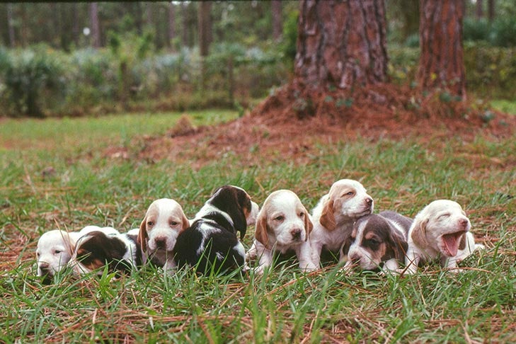 images of puppies