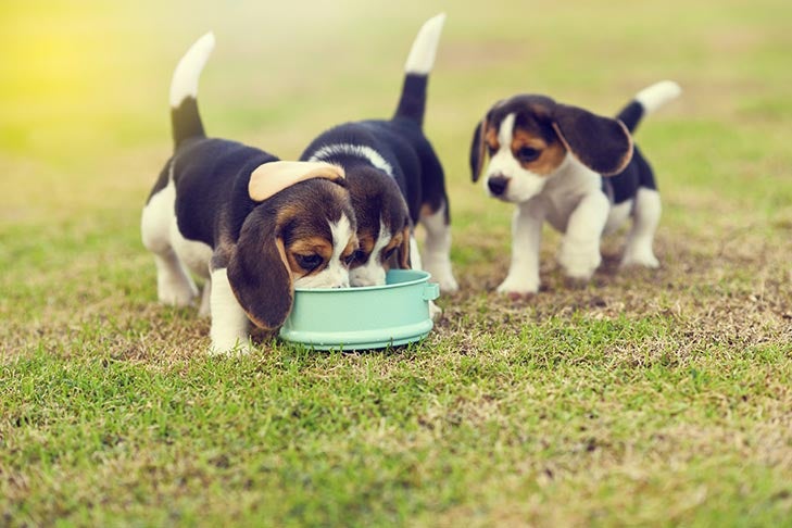 Three Beagle puppies eating out of a bowl outdoors. Approved by Denise Flaim August 2018. Adobe Stock #191071686