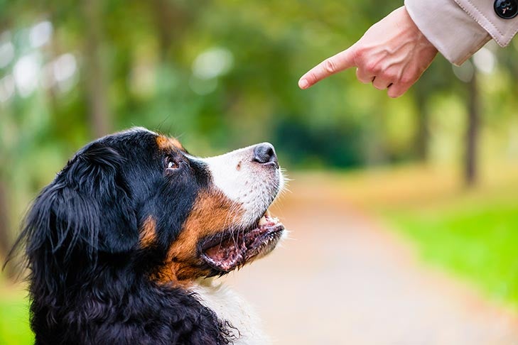 [Afbeelding: bernese-mountain-dog-looking-up-at-finger-command.jpg]