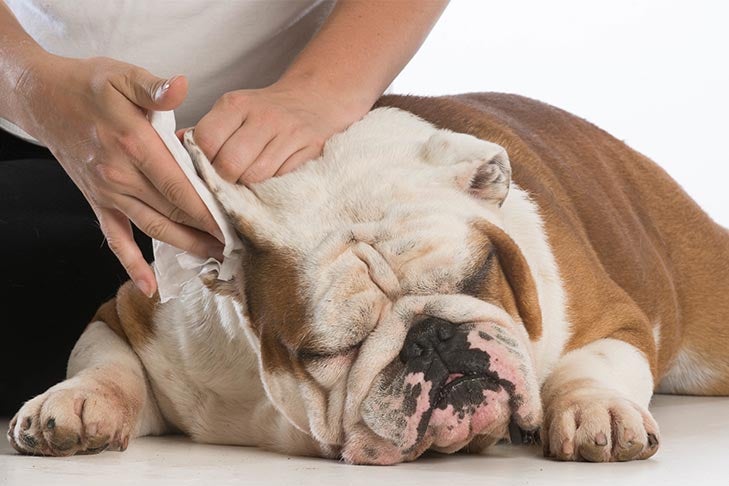English Bulldog having its ear wiped by its owner.