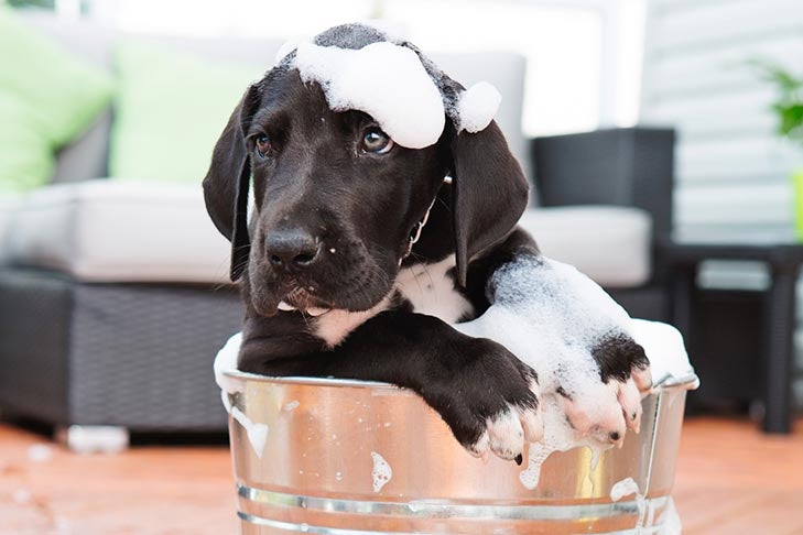 great dane puppy bath in bucket