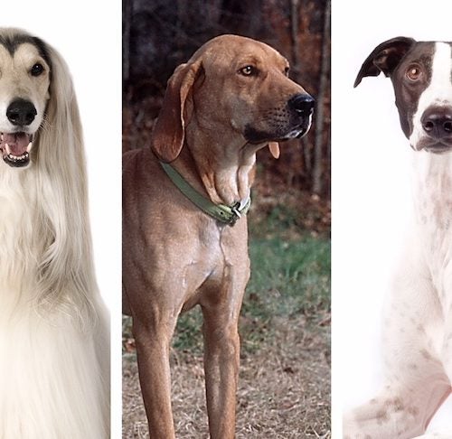 What Were Group Dogs Bred to Do? —