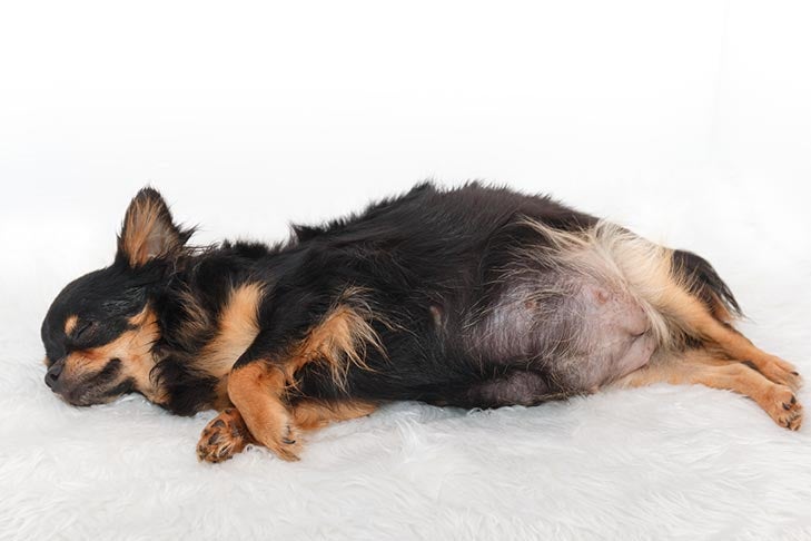 A pregnant longhaired Chihuahua sleeping on her side.