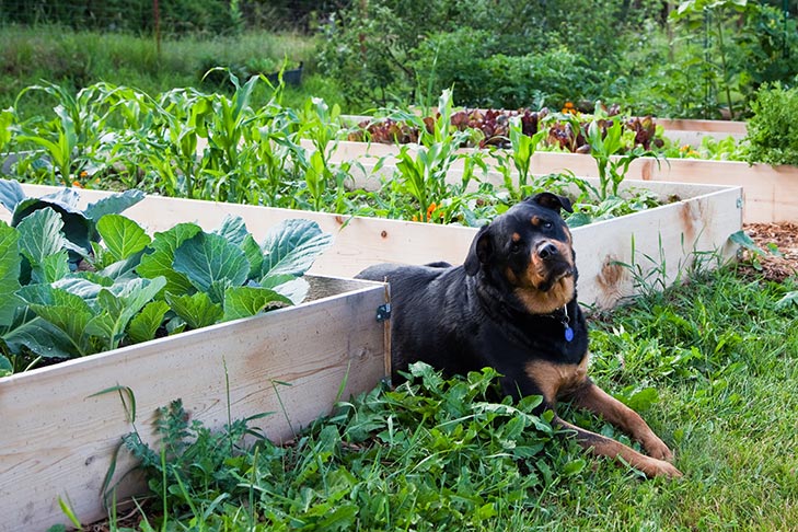 Rottweiler in a garden