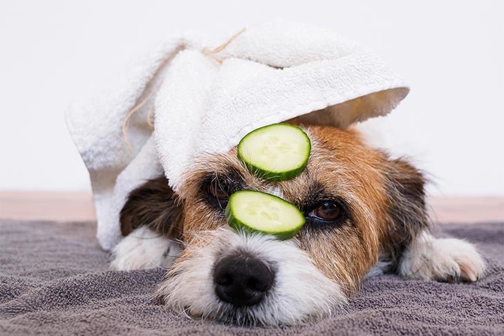 Small dog laying down with towel on head and cucumber slices on face