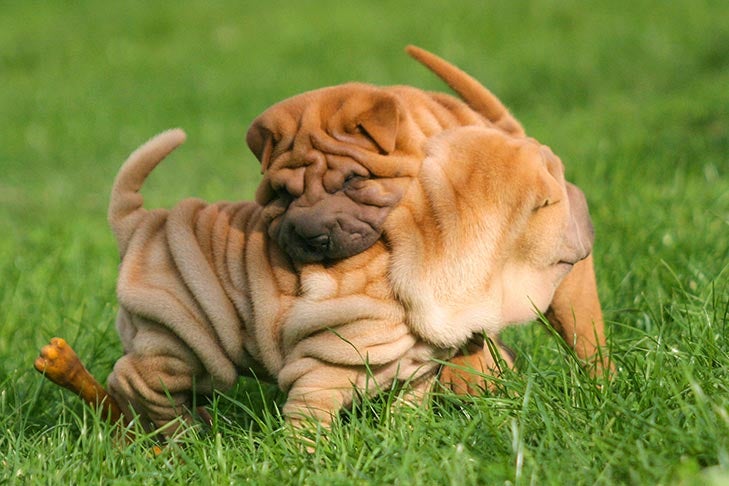sharpei puppies playing in grass
