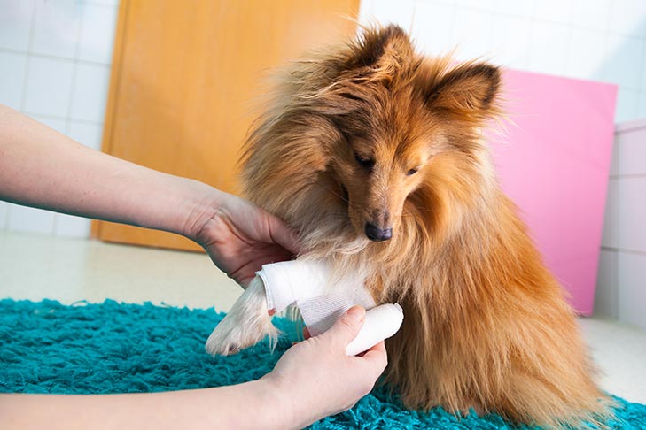what to put on a dogs sore from scratching