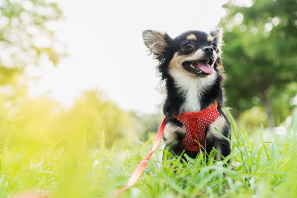 Chihuahua on a lead in a harness sitting in the grass outdoors.