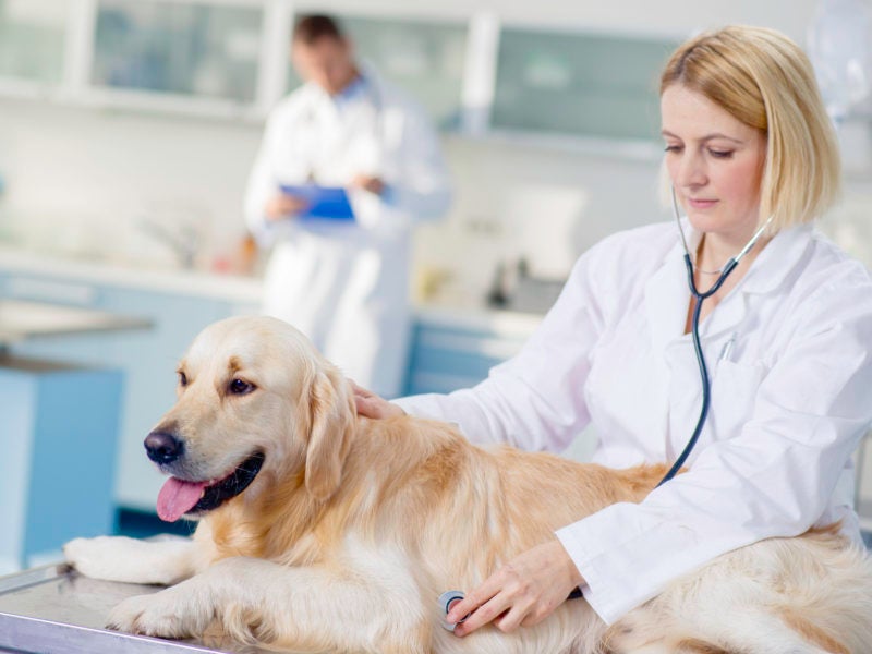 Common Canine Diseases – American Kennel Club