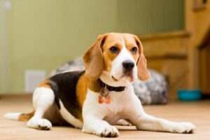 Beagle laying down indoors.