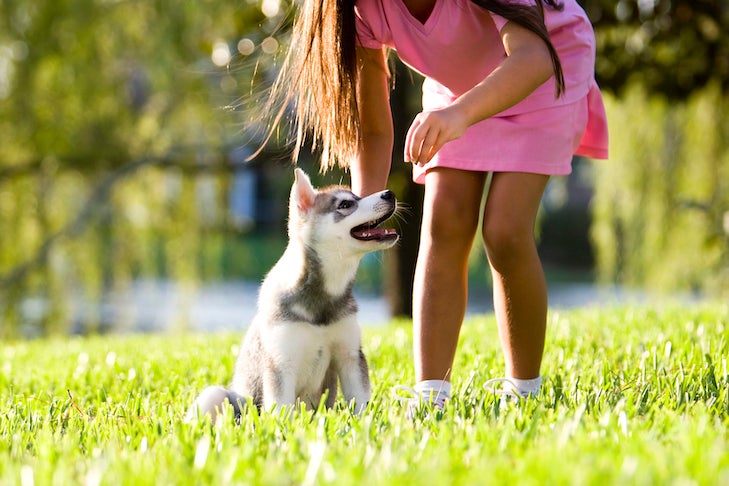[Image: Siberian-Husky-puppy-being-trained-by-a-...-grass.jpg]