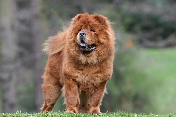 Chow Chow standing in a field outdoors.