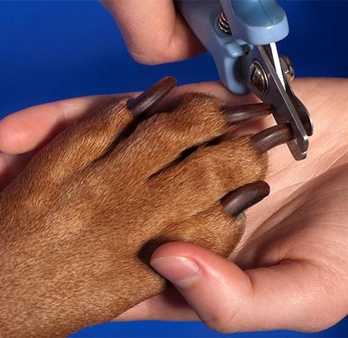 Trimming Your Dog's Nails – American Kennel Club