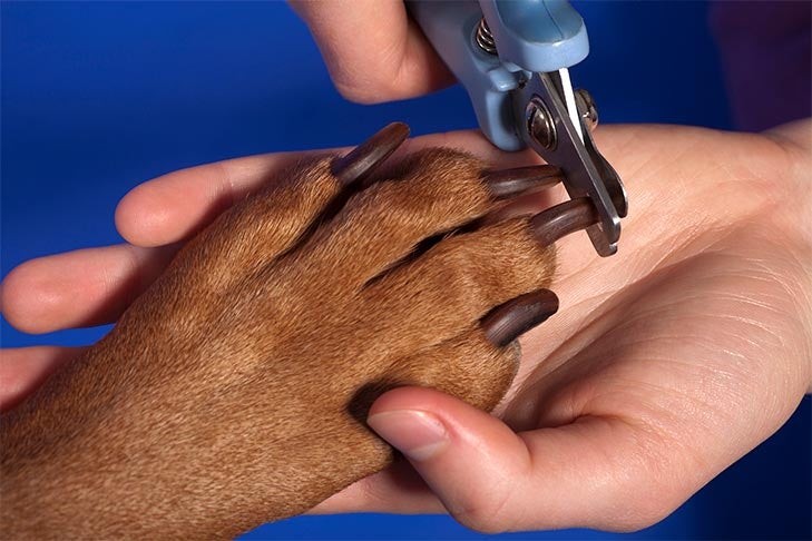 Trimming Your Dog's Nails – American Kennel Club