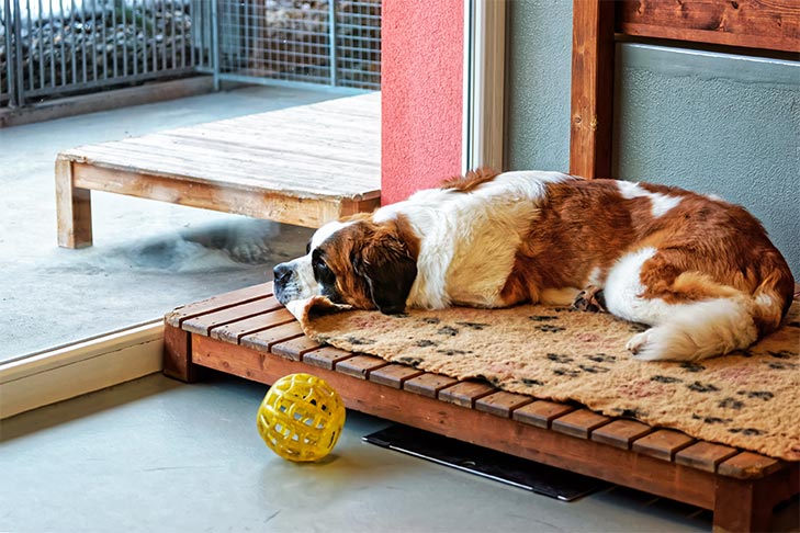 saint bernard laying down looking out the door waiting for family to come home