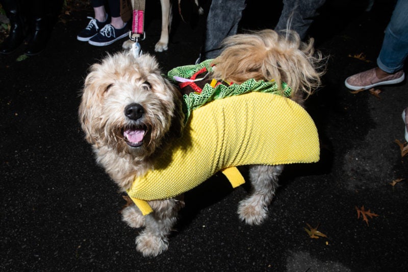 Taco-Dog-Costume