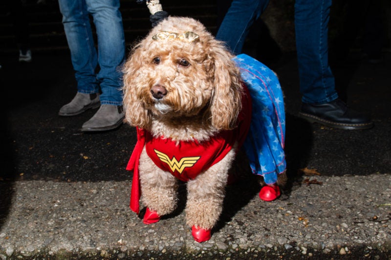Wonder-Woman-Dog-Costume