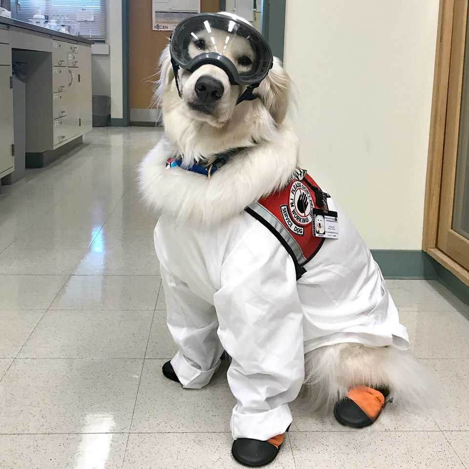 Sampson Service Dog in Uniform