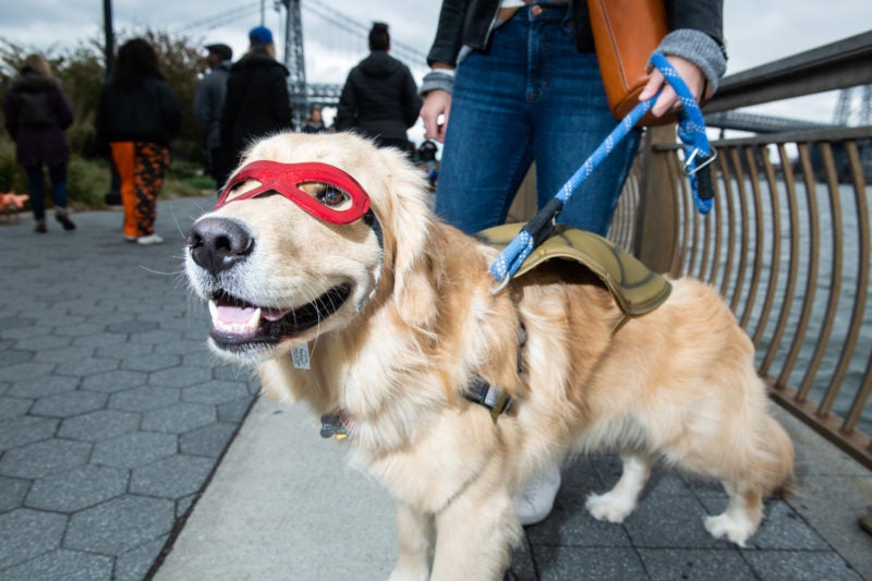 Ninja-Turtle-Halloween-dog-costume
