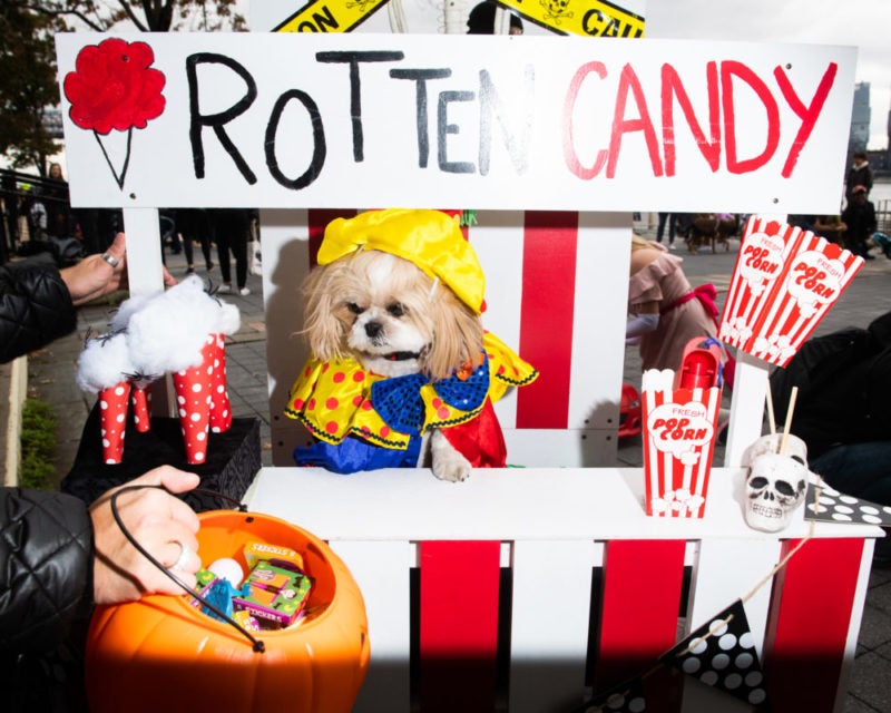 East-Village-Dog-Halloween-Rotten-Candy